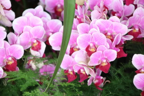 元旦祝福 自帶喜氣的綠植花卉，伴您走進(jìn)2019